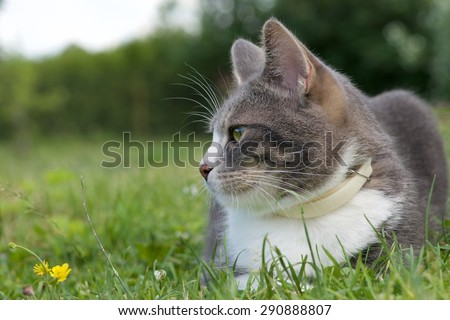 Serious cat outside, big cat in blurry natural background, cat in the village, cat in green grass background, strong cat, cat male