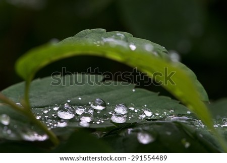 Water and rain drops on the leaf, abstract view, Drops of rain on green background / drops on leave after rain