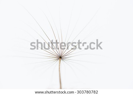 Minimalist photo of dandelion, view to the top, floral artistic photo, summer background, minimalism