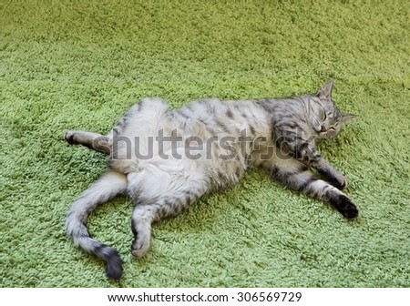 Sleeping cat on blurry carpet background, funny sleeping cat on hot summer day