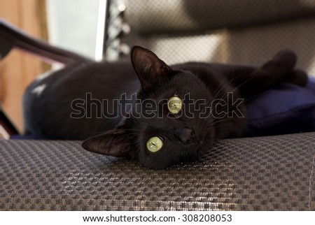 Black sleepy cat with green big eyes resting on  a chair
