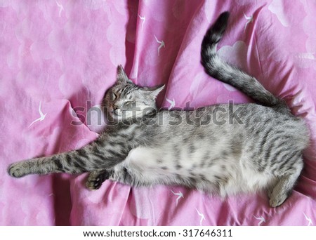 Cat in blurry pink background. Sleeping cat
