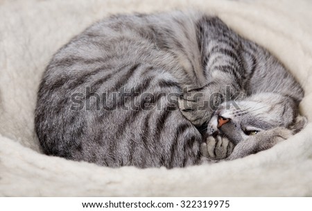 Cat in deep sleep. Sleeping cat close up. Dreaming cat. Cat portrait.Domestic animal
