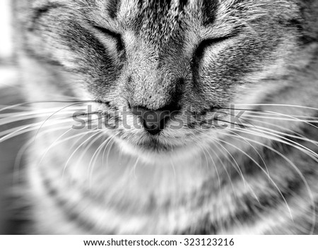 Cat portrait close up in black and white photo. Cat face. Cat portrait