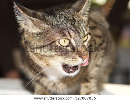 Angry cat, portrait of angry cat. Domestic animal