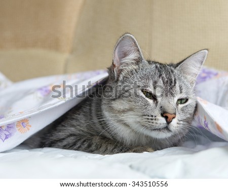Cat, cat in a bed, funny sleepy cat, cat hiding in a bed, playing cat, cat under the cover, cute funny cat close up, domestic cat, cat portrait