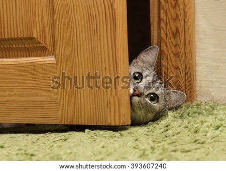 Curious cat looking between doors, funny curious grey cat, naughty cat looking straight to the camera, green eyes cat
