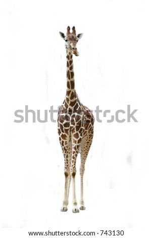 Giraffe Front