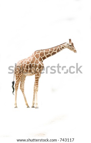 giraffe from side