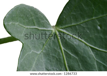 Ivy leaf, close-up, isolated