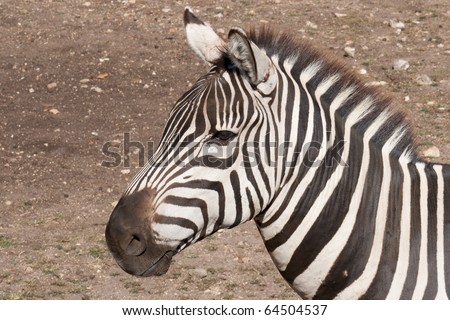The head of an alert zebra.