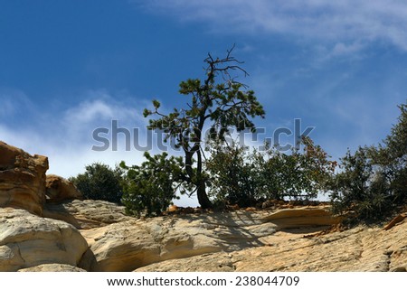 A tree on the top of a mountain in a desert.