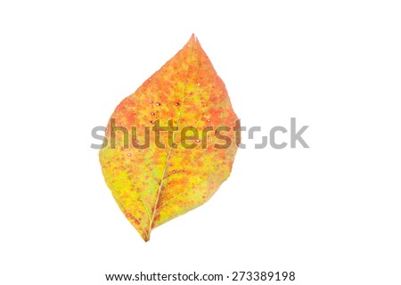 A fall leaf isolated on a white background.