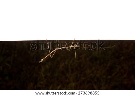 A walking stick insect on a piece of paper.
