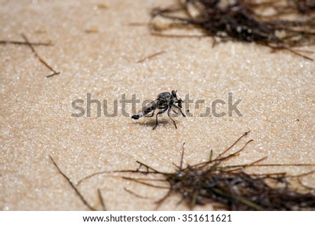 A fly eating a fly on a beach.
