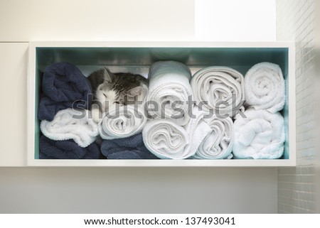 A white cat in a blanket closet