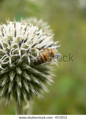 Bee on a round flower