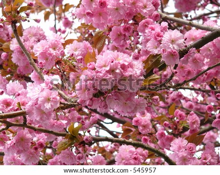 japanese cherry tree pictures. or Japanese cherry-tree