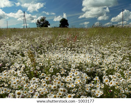 daisy landscape