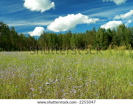 Blue flower field and blue sky