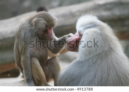 Mother and son of baboon take care about each other. Cute picture of two monkeys.