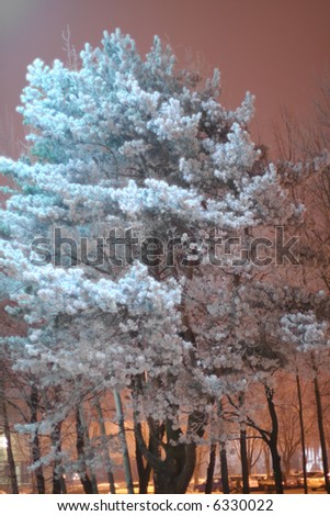 Pine tree in mystical light during winter twilight