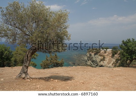 Olive trees and bushes grow next to sea