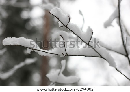 Snowy birch tree branch in cold North Europe winter