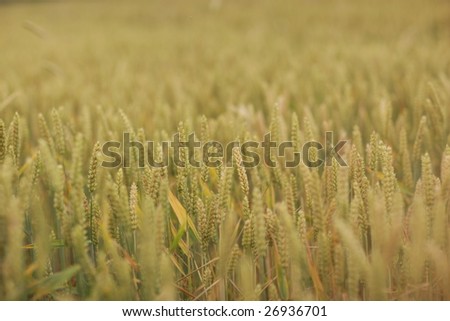 Rye field macro - amazing beauty of rural life