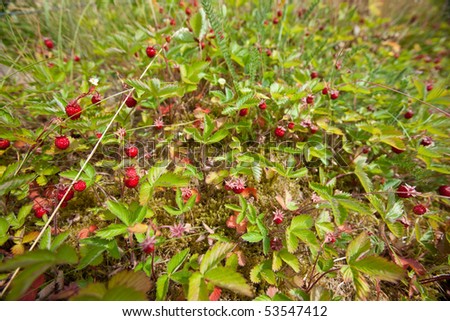 Strawberry field with a lot of ripe berries - organic food