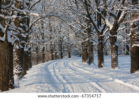 Winter road in country side with oak trees, Latvia, Baltic state, Europe