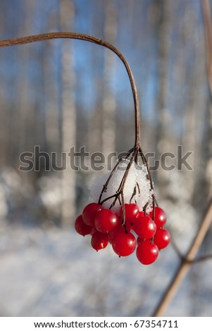 Red winter berries in snowy forest, amazing winter nature of Eastern Europe