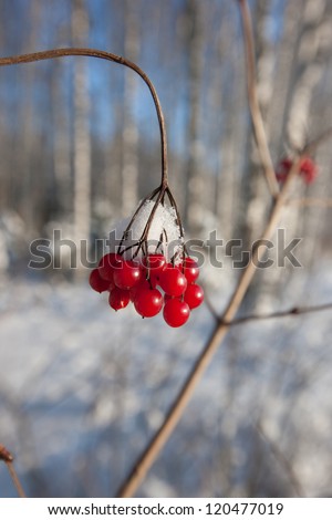 Red winter berries in snowy forest, amazing winter nature of Eastern Europe