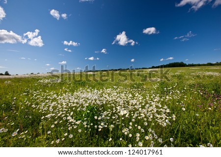 Amazing daisy field, spring flowers in Latvia, Baltic state, Europe