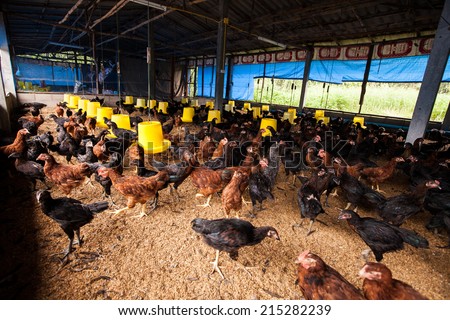 Chicken Farm.