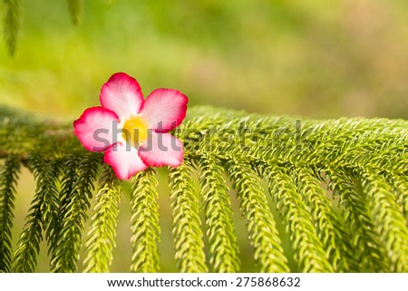 Desert rose flowers on green prickly branches of a fur-tree or pine.