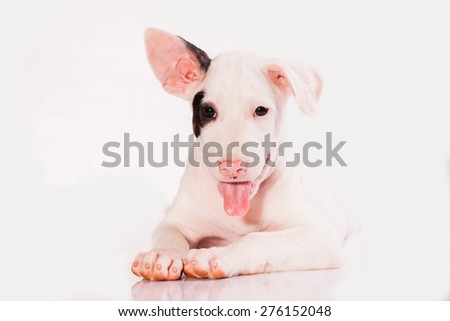 Bull Terrier puppy, 2 months old on white background, studio shot