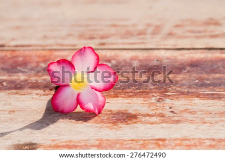 Desert rose flowers on wood background.