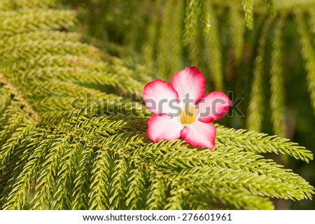 Desert rose flowers on green prickly branches of a fur-tree or pine.