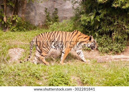 Bengal Tiger full length of body show striped skin.