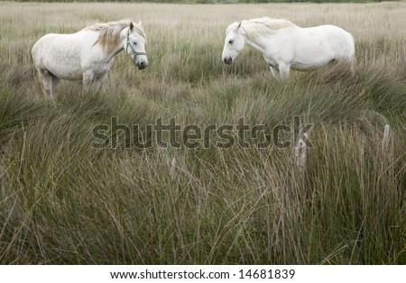 Two white horses with plenty of space below them for copy text.
