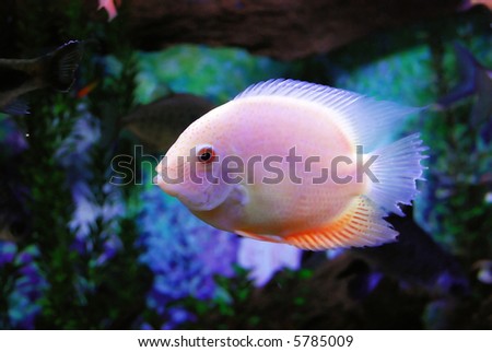 beautiful fishes wallpaper. fish desktop wallpaper