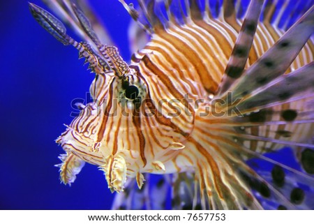 This is a beautiful lion fish in the sea