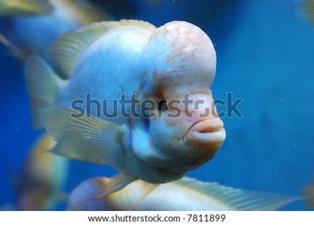 beautiful fishes in sea. eautiful fish in the sea