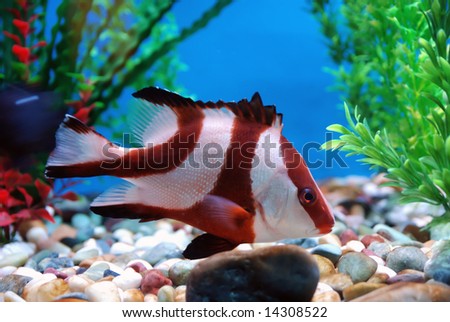 stock photo : Beautiful fish beautiful fishes in sea. stock photo : Beautiful fish