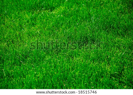 Summer green grass as a nice wallpaper or background