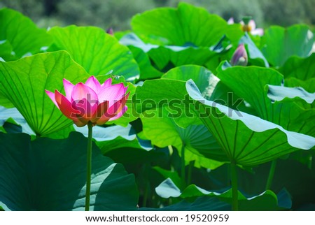 Beautiful pink lotus is a water flora