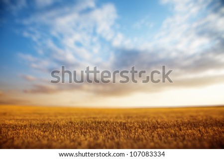 Summer landscape - wheat field at sunset, shallow depth of field