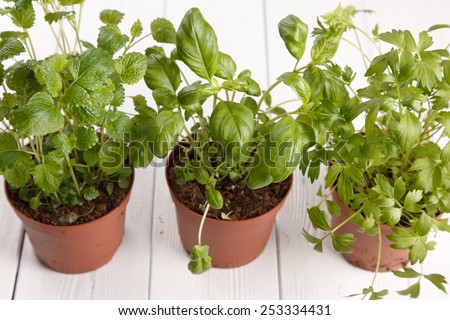 Fresh herbs on wooden kitchen table