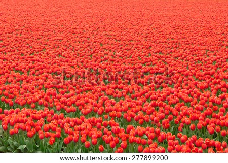 Red tulip field in Netherlands